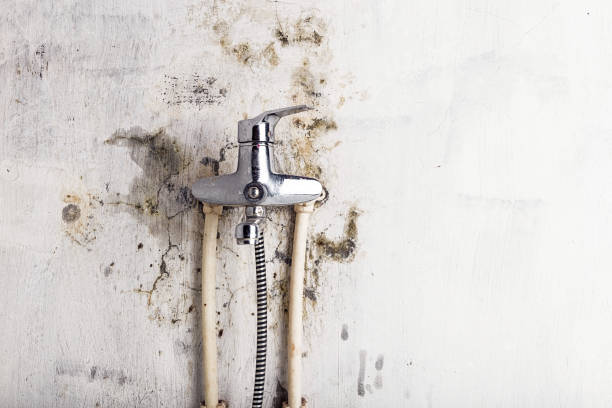 Best Mold Removal Company Near Me  in Del Aire, CA