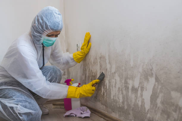 Professional Mold Removal in Del Aire, CA