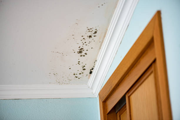 Best Toxic Mold Removal  in Del Aire, CA