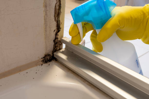 Best Same-Day Mold Removal  in Del Aire, CA