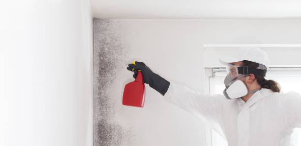 Best Mold Cleaning Services  in Del Aire, CA