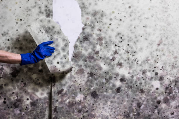 Best Emergency Mold Removal  in Del Aire, CA