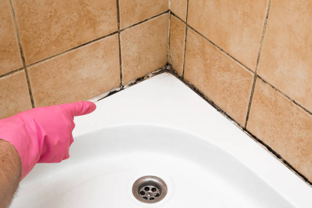 Best Office Mold Removal Services  in Del Aire, CA